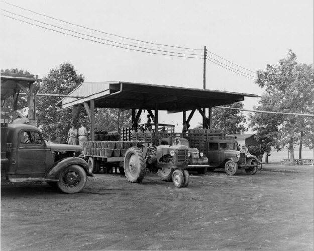 Unloading tomatoes - canning plant
