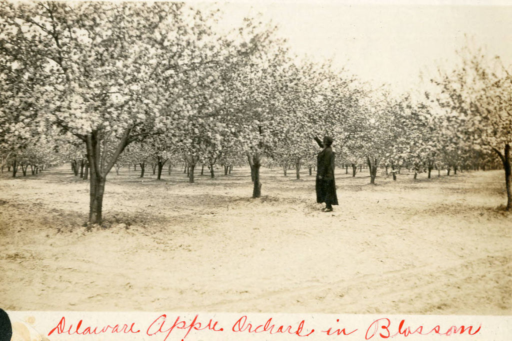 a photo from the Wicks Collection - Apple Orchard in Bloom