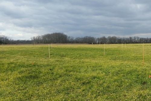 An open field with multiple thin stakes scattered in the ground to mark borders.