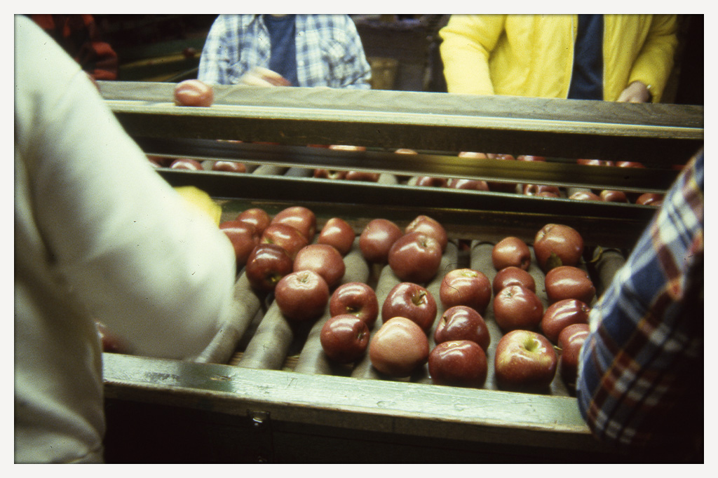 Color close-up of red apples moving along a roller conveyor while workers sort them from both sides.