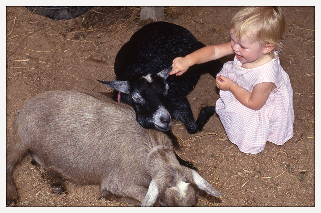 Color photograph of a smiling blond toddler in a pink dress reaching toward two goats lying together on straw-covered ground.